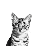 Чёрно-белое изображение кота